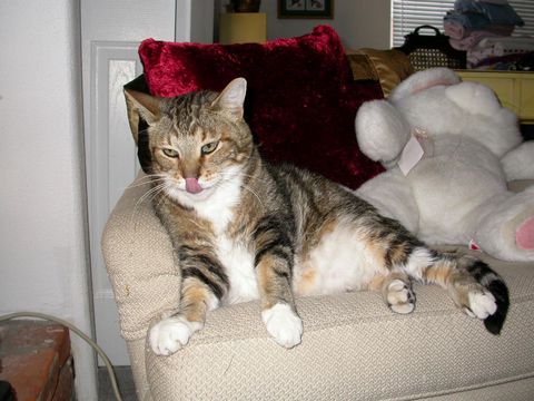 Ruger, 2006